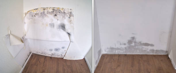 Best Mold Removal Specialists  in USA